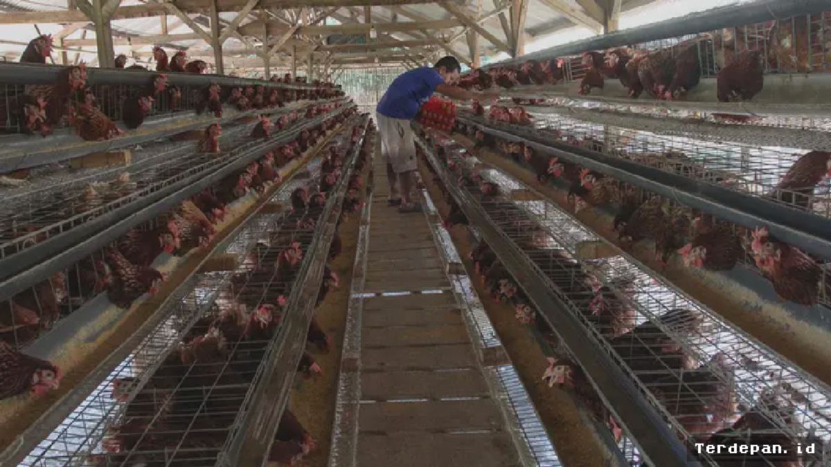 Kementan Resmi Tetapkan Harga Acuan Telur Ayam Mulai Pertengahan Juli