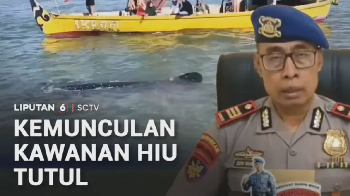 Kawanan Hiu Tutul Muncul di Perairan Pasuruan Jawa Timur