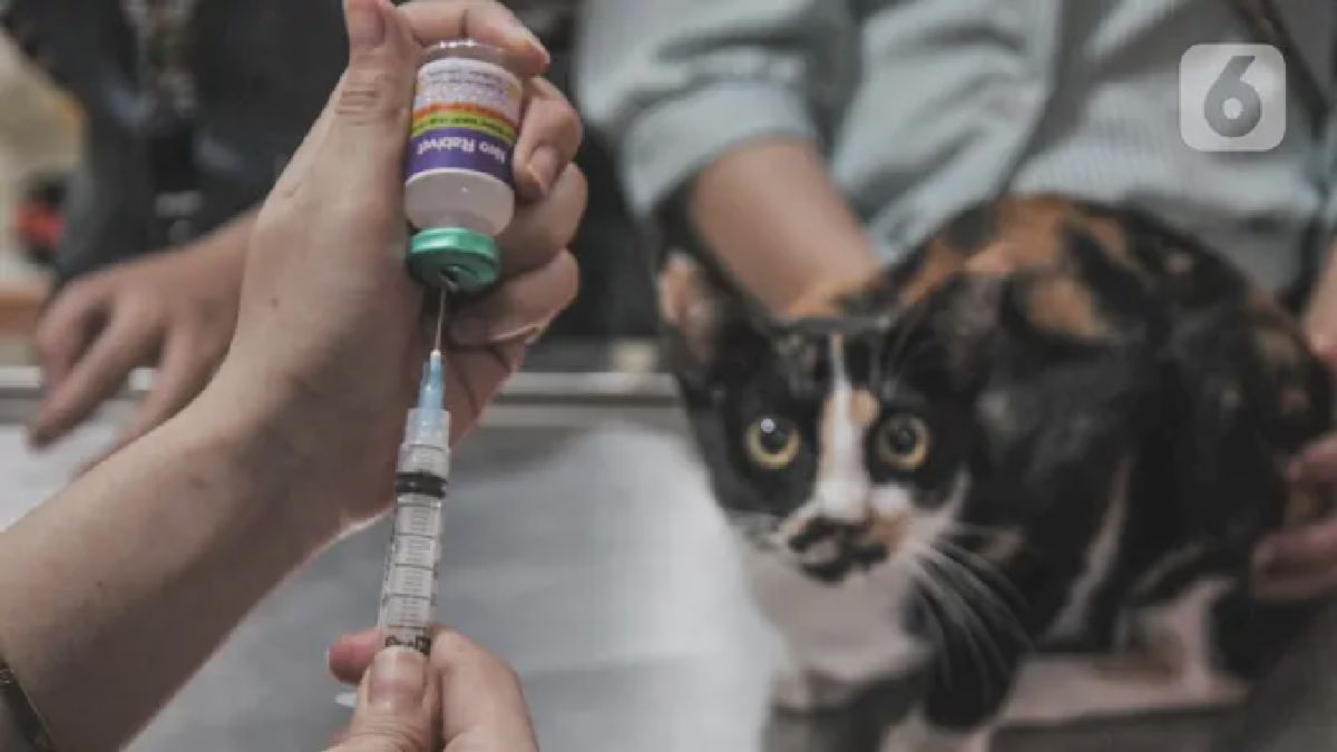 Jakarta — Dinas KPKP Gelar Sterilisasi Kucing dan Vaksinasi Rabies Gratis