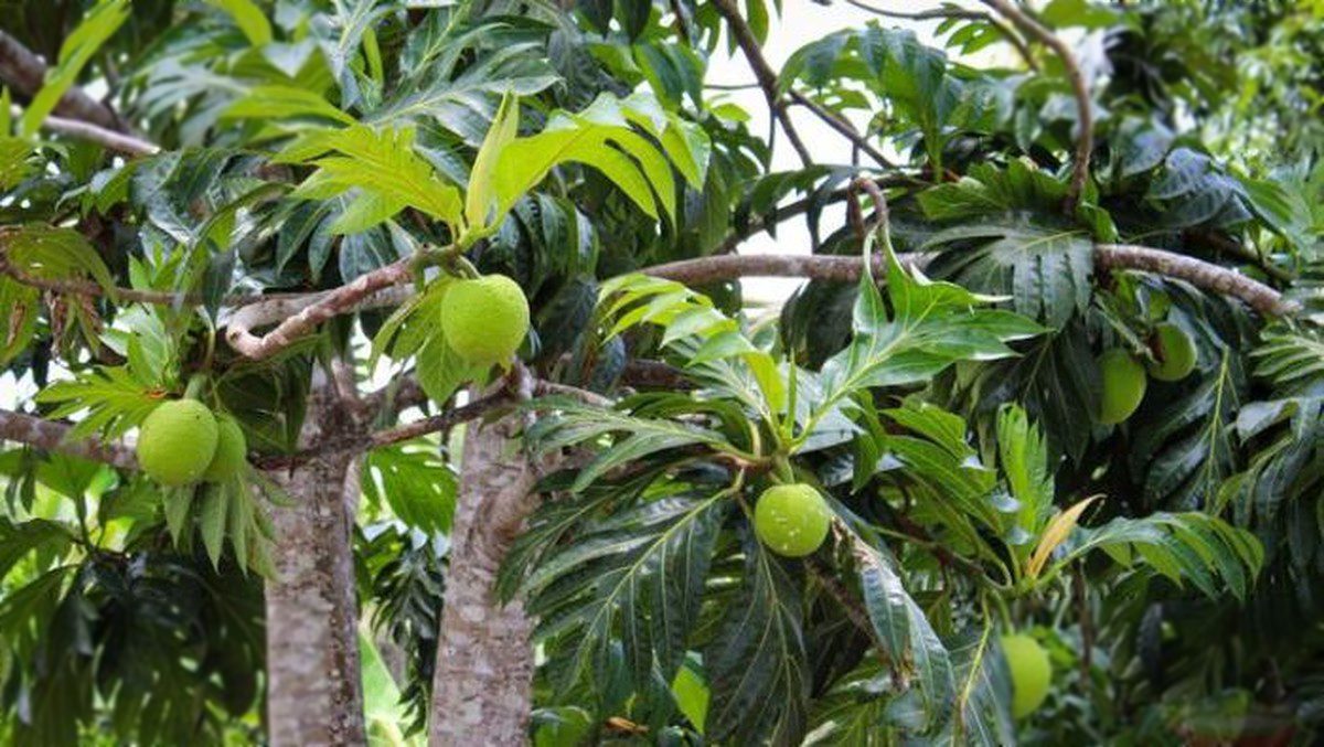 Sukun: Superfood Lokal Penyelamat Krisis Pangan Global
