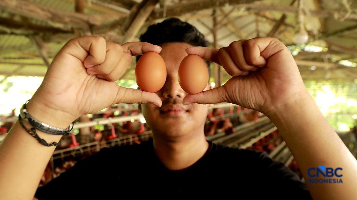 Anjloknya Harga Telur Ayam, Pemerintah Buka Kesempatan Ekspor ke ASEAN
